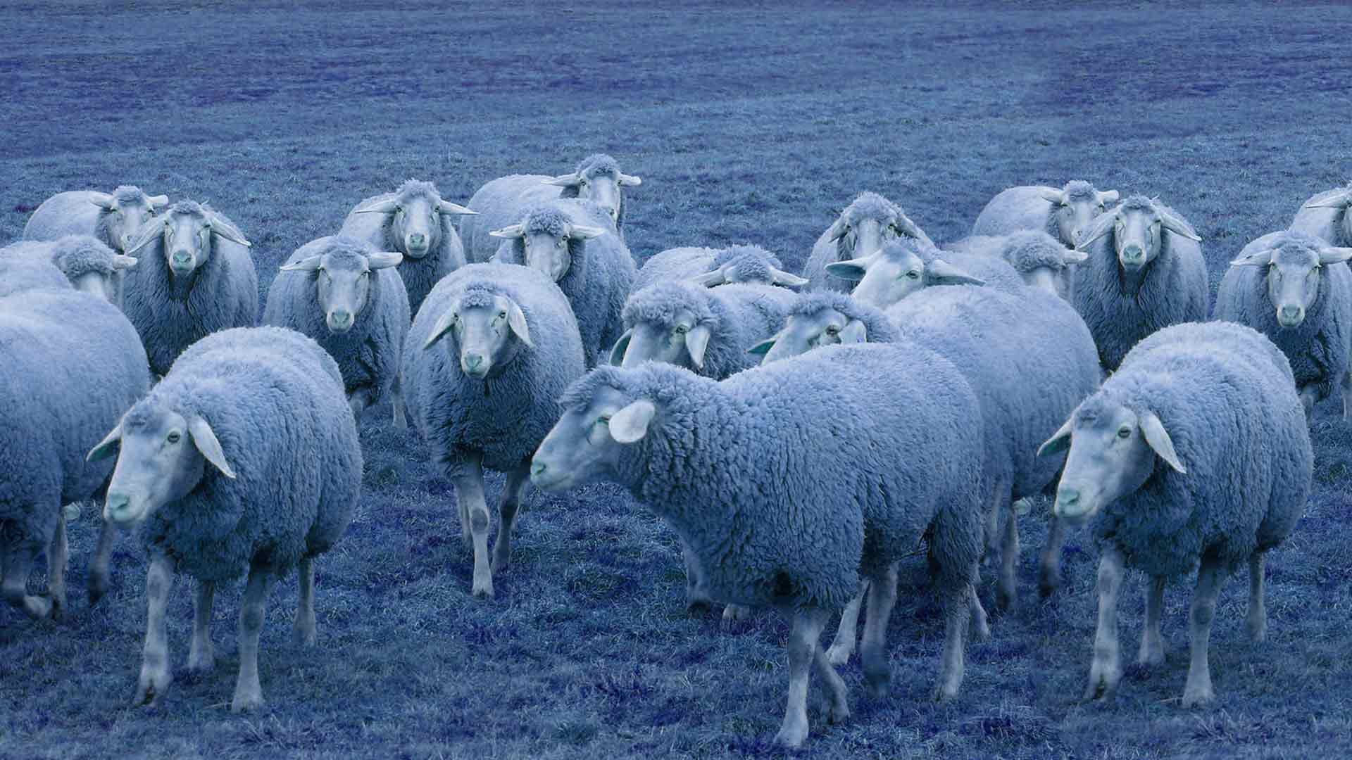 Nous ne sommes pas des moutons et les affaires nous exasperent, plainte citoyenne est un moyen pour se défendre